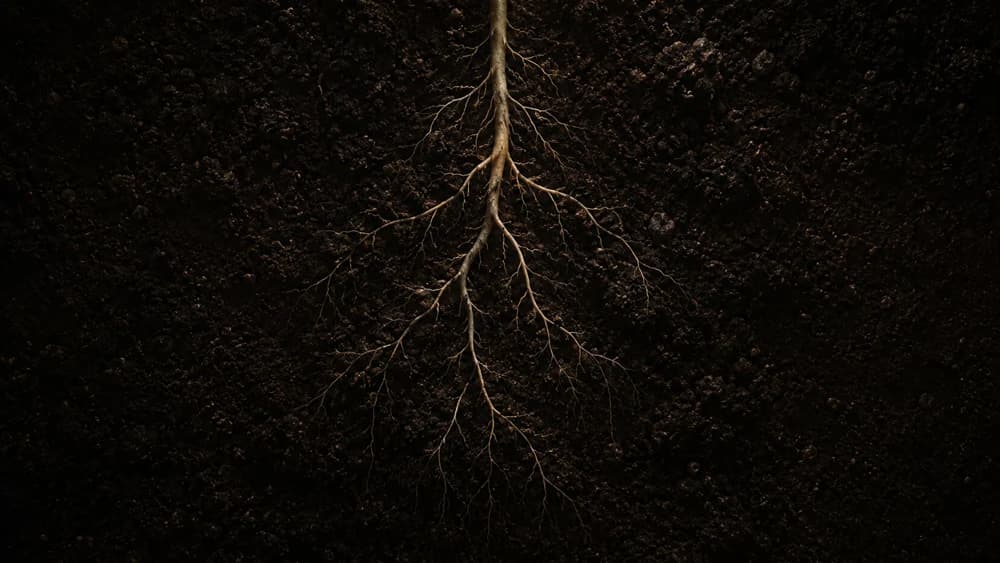Hydroponic farming insights from Agrowculture