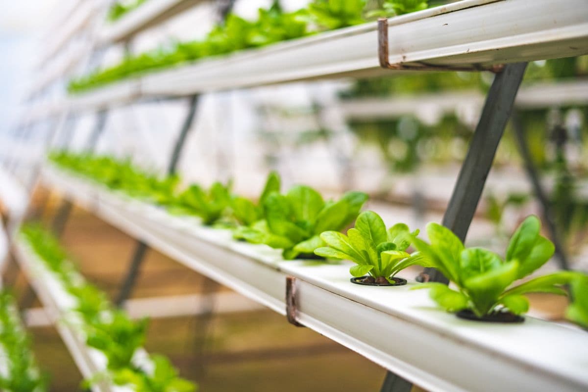 Inside Agrowculture's sealed poly-house farm in Hyderabad