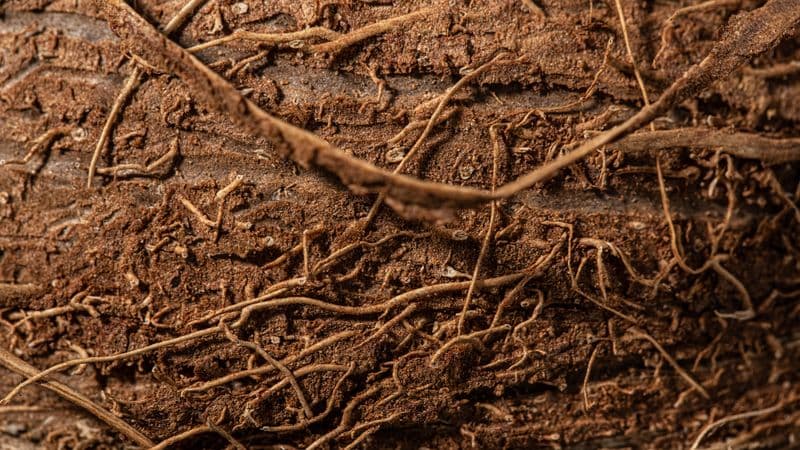 Close-up of plant roots grown in Agrowculture's poly-house soil