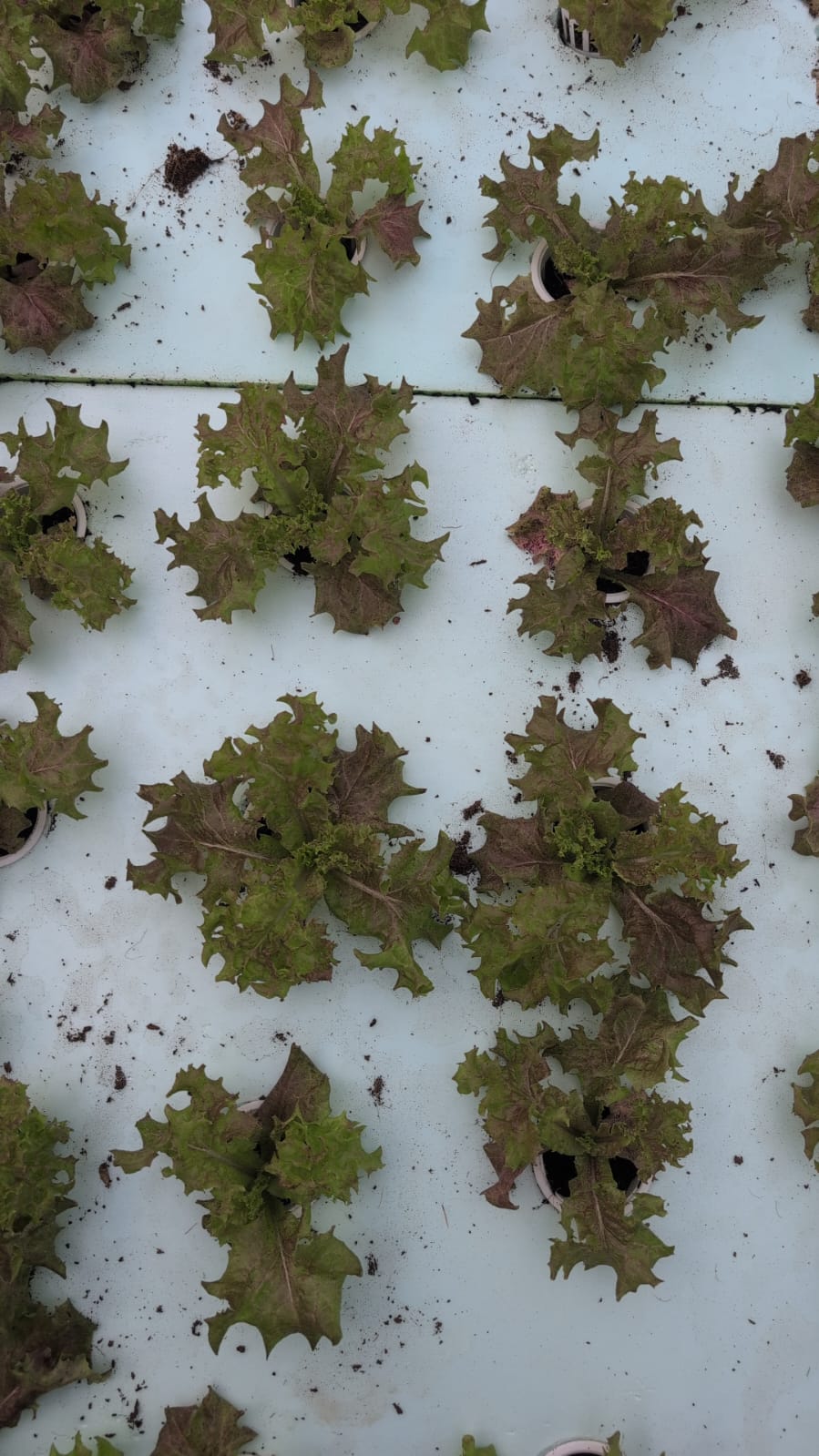 Farm photo 10