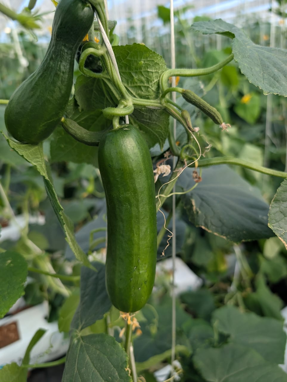 Growing process