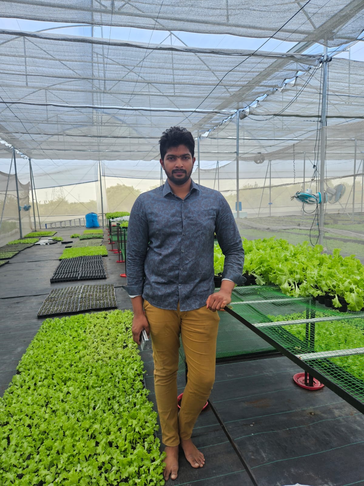 Founder among lettuce seedling trays in the poly-house