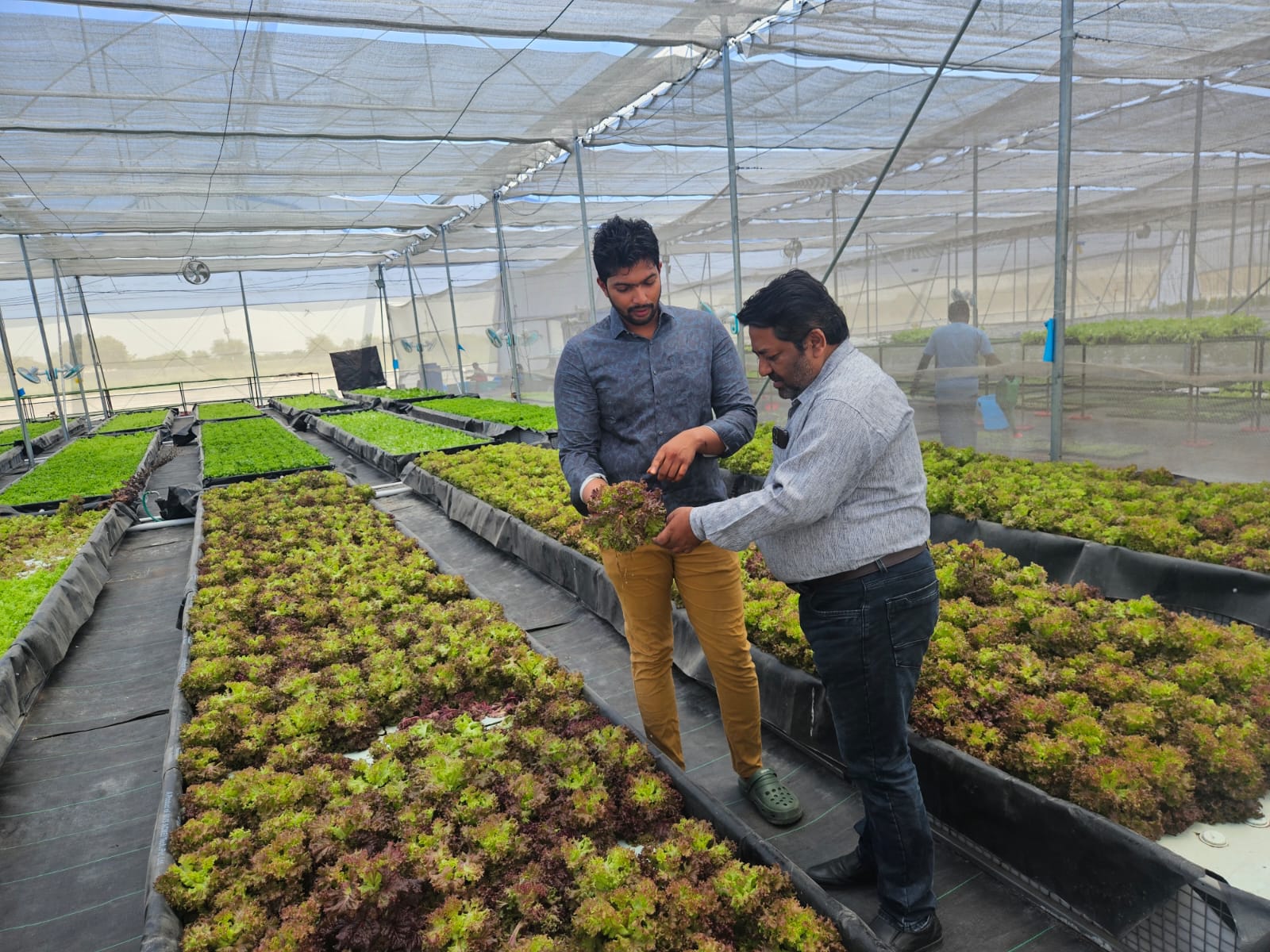 Inspecting a fresh red lettuce harvest