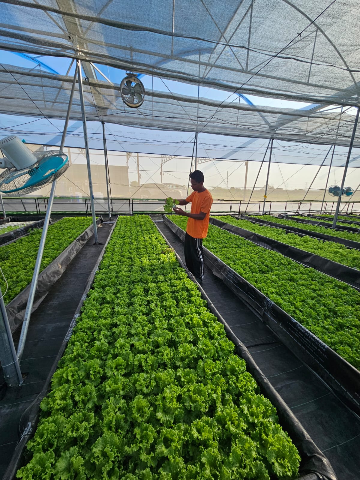 Tending the growing beds