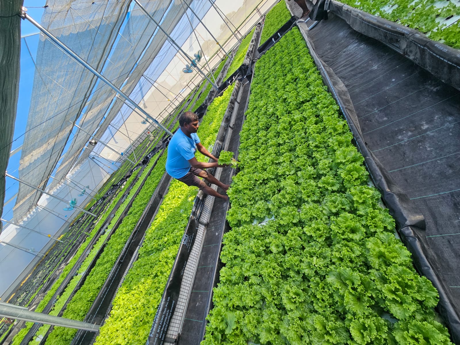 Harvesting lettuce by hand