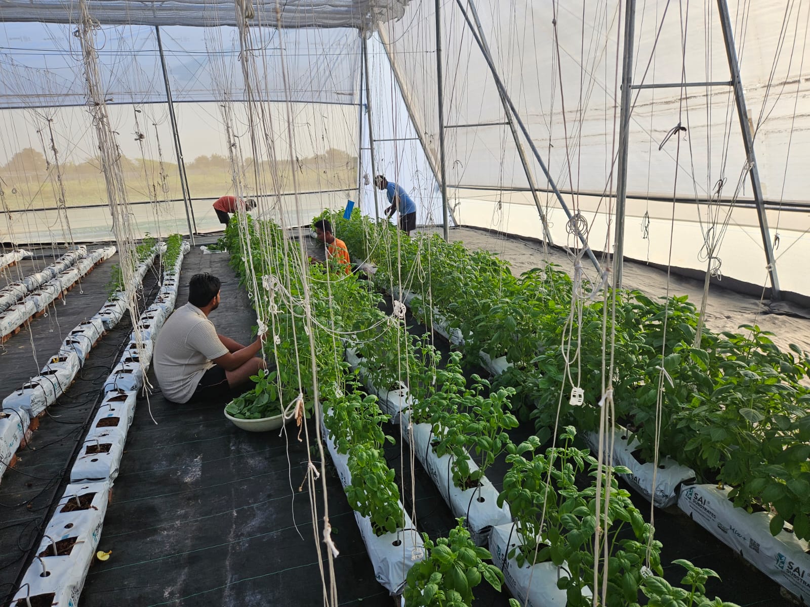 Trellised basil and tomato grow bags